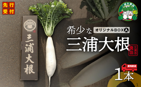 オリジナルBOX 入り 希少 な 三浦大根 1本 M109-003 大根 オリジナルボックス 幻 おでん ぶり大根 農業協同組合 ふるさと納税 神奈川県 三浦市 おすすめ ランキング プレゼント ギフト