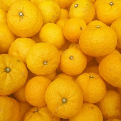 ふるさと納税 高知市 ゆずづくし360ml×10本入【BS002】 |  | 03