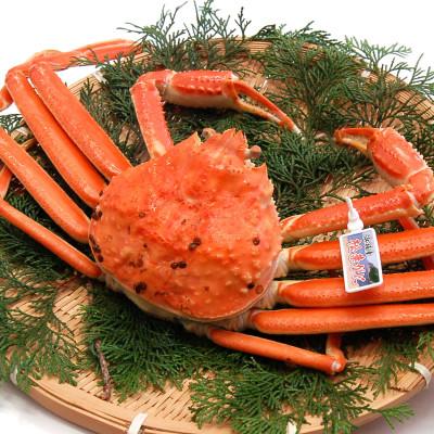 ふるさと納税 新温泉町 松葉ガニの本場より活〆茹でたてを即出荷　釜茹で松葉ガニ(冷蔵)　1枚　約800g