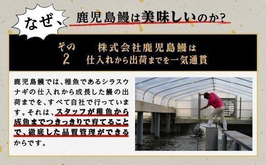 【6回定期】うなぎ 蒲焼 200g×3尾【鹿児島産】地下水で育てた絶品鰻