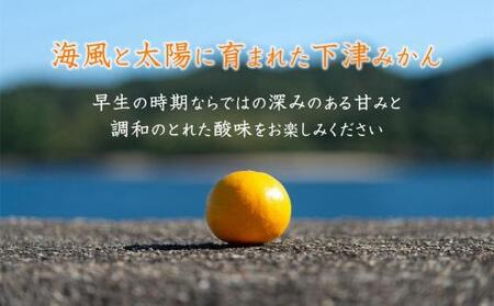 早生みかん 約6.5kg 大小混合 《ご家庭用》ちょっと訳あり 和歌山県より農園直送！まごころ産直みかん 【北海道・沖縄県・一部離島 配送不可】混合サイズ ミカン 蜜柑 温州みかん わけあり 訳アリ【