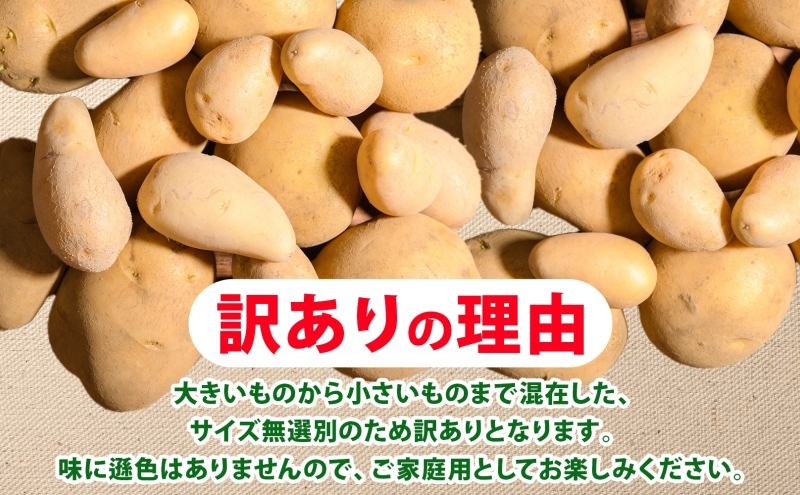 北海道産 じゃがいも はるか 10kg M～2L混合 訳あり 2024年12月中旬～2025年3月末お届け 野菜 ジャガイモ 馬鈴薯 芋 いも 旬 北海道 洞爺湖町 肉じゃが カレー コロッケ 野菜 