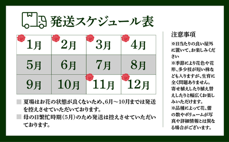 産地直送 ミニバラ トロフィーカップ（小） くっきり（濃いMIX） [11月～4月 お届け] 品種 おまかせ のため 訳あり 訳アリ 四季咲き ミニバラ 花 ガーデニング 生産量 日本一 天皇杯 鉢植