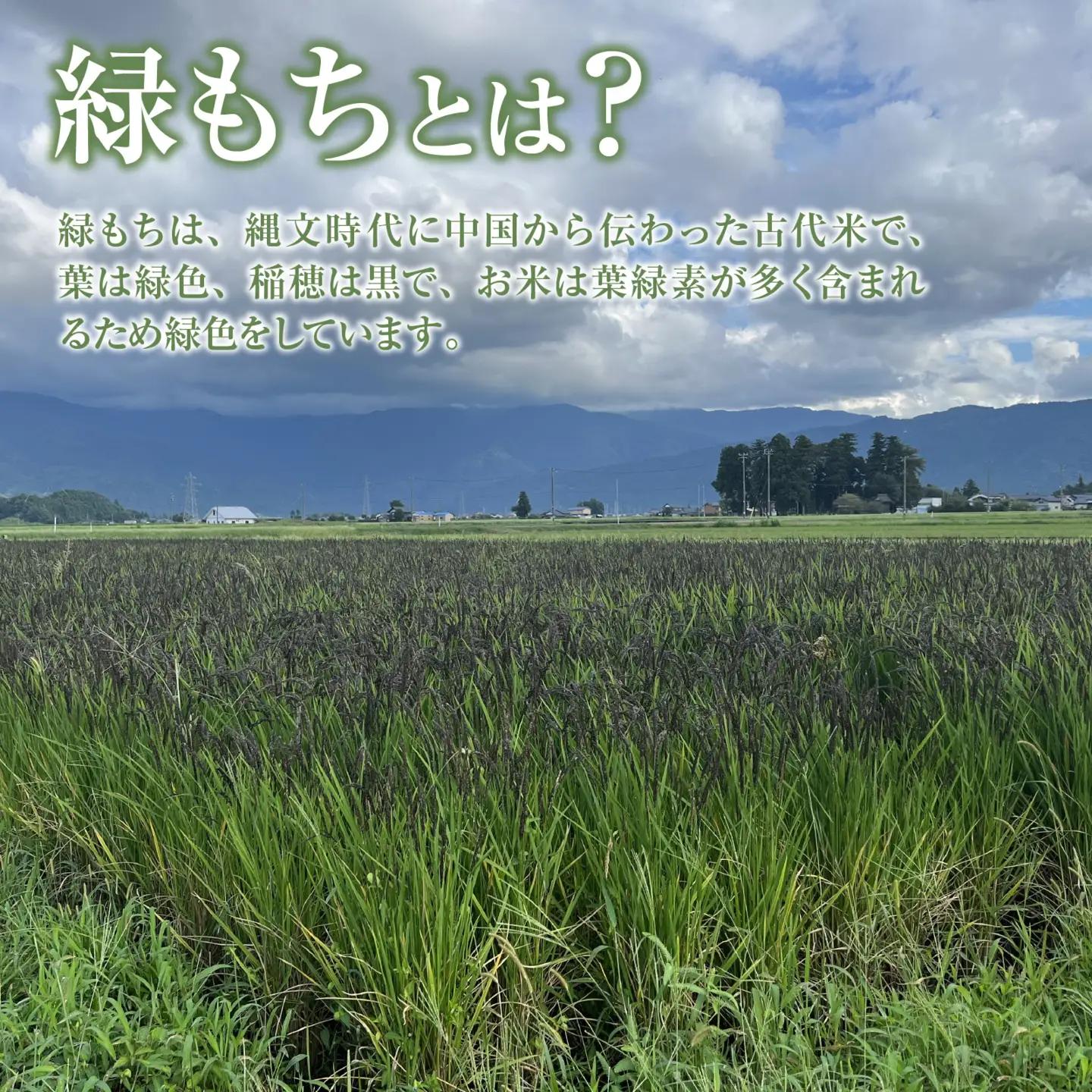 【先行予約】【令和8年産 新米】もち米（緑もち）精米3kg【10月下旬から順次発送 】 | 白米 古代米 餅 おこわ もち米