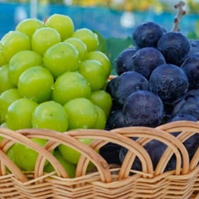 【2025年10月より発送】大粒ぶどう2種セット　シャインマスカットほか 2房 約1.2kg