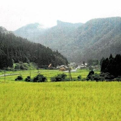 ふるさと納税 白山市 《高級日本料理店採用》蛍の里「渡津米」玄米5kg・栽培期間中農薬化学肥料70%減 |  | 03