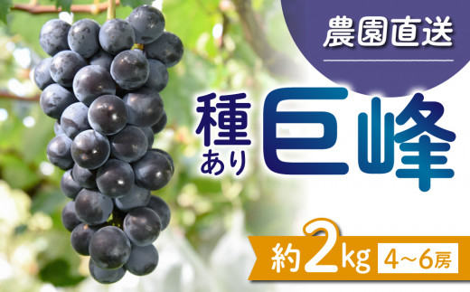 【先行受付2026年発送】種あり巨峰2kg（4~6房）｜秀果園　※2026年9月上旬～10月下旬順次発送予定