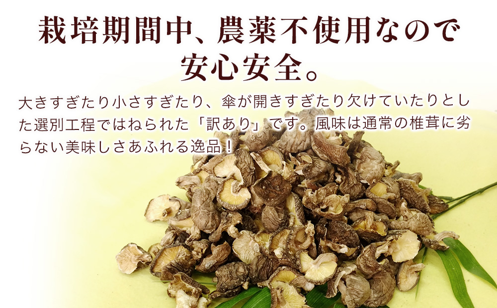 乾燥椎茸 訳あり 椎茸100g×3パック 乾しいたけ 干し椎茸 干ししいたけ 乾燥しいたけ 干しシイタケ 原木 大分県産 九州産 津久見市