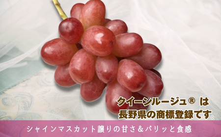 【2026年先行予約】クイーンルージュ®︎ 約1.5kg(2~3房)｜ ぶどう