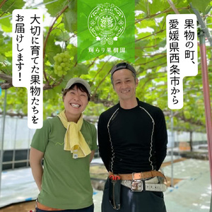 【先行予約】 輝らり果樹園の完熟シャインマスカットと旬のぶどう 食べ比べセット 2㎏（3～5房） ｜ 2025年9月発送 ｜ 愛媛 西条産 秋ぶどう 朝採れ 農家直送