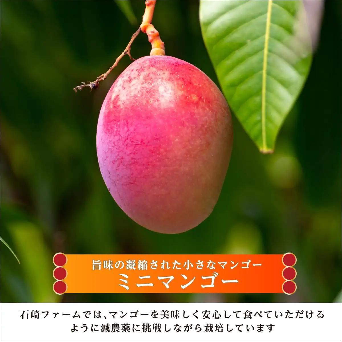 ＜先行予約＞ミニマンゴー1kg 贈答用   I  ミニ マンゴー 1kg 贈答 用 フルーツ 果物 ギフト   沖縄県 南城市 ふるさと納税 石崎ファーム