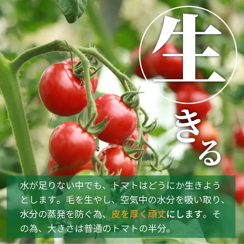 【トマト】高糖度やりすぎトマト 1kg（2026年12月上旬～発送）