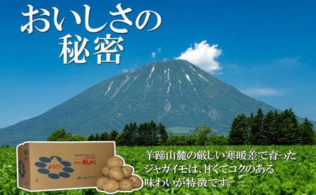 北海道産 じゃがいも 男爵 約10kg Lサイズ ジャガイモ 男爵いも 男爵イモ 馬鈴薯 ポテト 常備野菜 根菜 農作物 産直 国産 JAようてい 送料無料 北海道 倶知安町 北海道のジャガイモ 食品