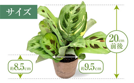 観葉植物 マランタケルコビアナバリエガータ 鉢植え 大村市 エコグリーンヒガシ/マランタ 室内植物 鉢付き 植物 インテリア おしゃれ プレゼント ギフト[ACAL011]