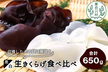 収穫したその日に発送！黒・白 生きくらげ食べ比べセット 合計650g きのこ 純国産 きくらげ 生きくらげ 白きくらげ 10000円