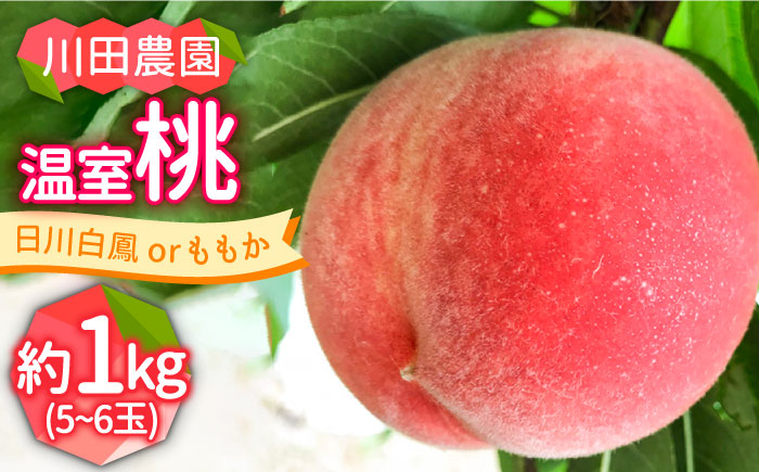 【2025年6月～発送】どちらが届くかはお楽しみ！温室桃 約1kg / 日川白鳳 or ももか / フルーツ 果物 / 南島原市 / 川田農園 [SAP002]