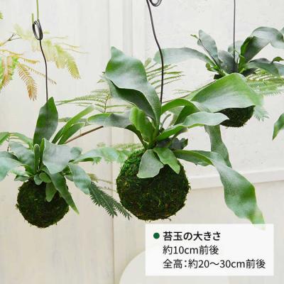 ふるさと納税 糸島市 吊るして オシャレ 『コウモリラン 苔玉』 糸島市/cocoha 観葉植物 室内[AWB004] |  | 01