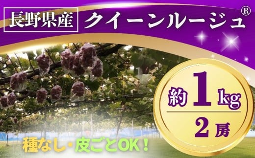 【2025年先行予約】ぶどう クイーンルージュ® 約1kg(2房) 長野県オリジナル品種｜ 果物 フルーツ 赤ぶどう 葡萄 ブドウ 種無し 種なし 皮ごと 千曲市 長野県 信州