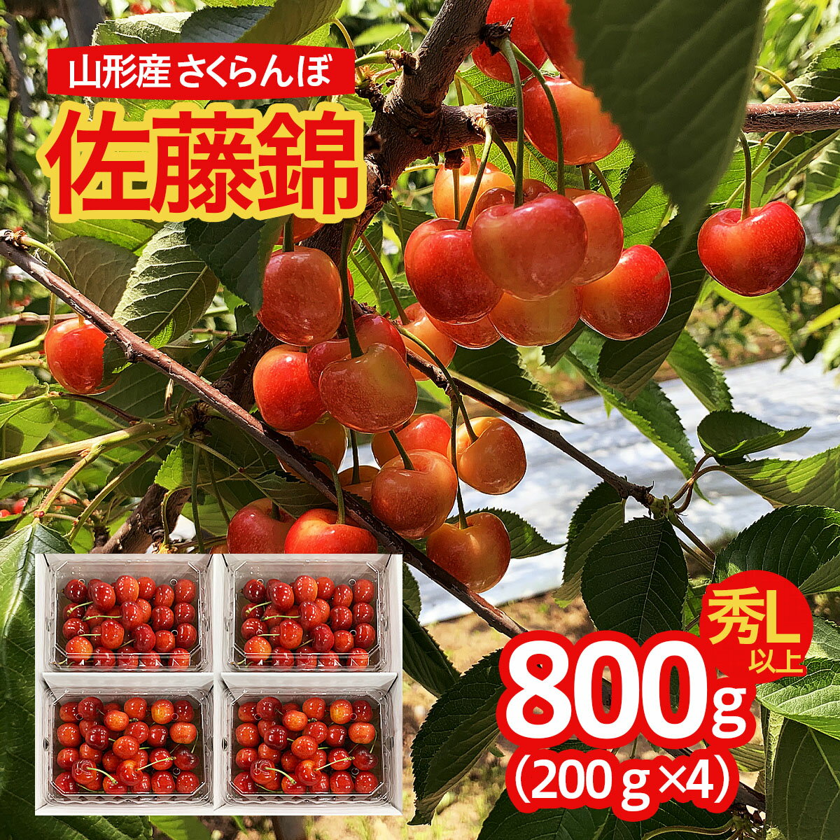 【ふるさと納税】 山形市産 さくらんぼ 佐藤錦 L以上 800g(200g×4パック) 【令和6年産先行予約】fs24-670 フルーツ くだもの 果物 お取り寄せ