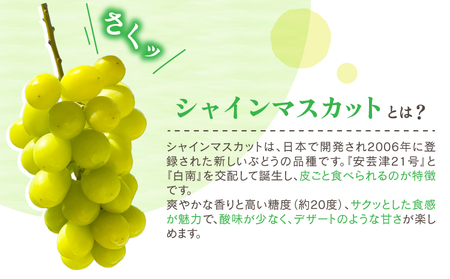 【先行予約】 シャインマスカット 2房 約1kg  うきうきシャインマスカット 【2026年7月下旬-2026年9月下旬頃 順次発送予定】