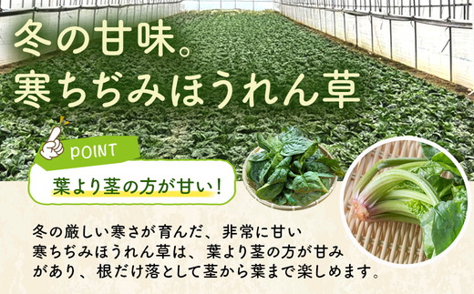【先行予約】八雲産軟白ねぎ1kg+寒ちぢみほうれん草800gセット(2025年12月中旬以降発送開始予定) 【 野菜 ネギ ホウレン草 やさい ホウレンソウ 葉物野菜 北海道 旭川市 】