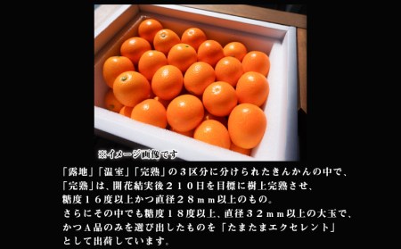 《2025年発送先行予約》【期間・数量限定】完熟きんかん たまたまエクセレント 1kg きんかん フルーツ 数量限定