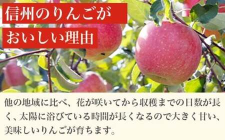 【2027年1月～2月配送】［訳あり］ 旬のりんご 約3kg 6～12玉 ［小布施屋］ 傷 規格外 不揃い 訳アリ 家庭用 りんご 林檎 リンゴ 果物 フルーツ 長野県産 信州産 特産 産地直送 産直