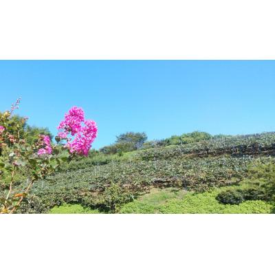 ふるさと納税 下仁田町 <先行予約>【2年連続受賞】下仁田町産キウイフルーツ(27個入り/2Lサイズ) |  | 03