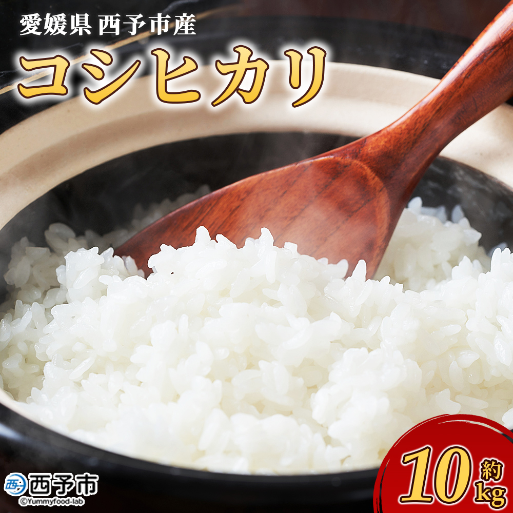 【先行予約】＜令和8年産 愛媛県西予市産 コシヒカリ 10kg＞ お米 コメ こめ 白米 精米 ご飯 新鮮 10キロ 国産 愛媛県産 宇和町産 こしひかり 特産品 もとき農園 愛媛県 西予市