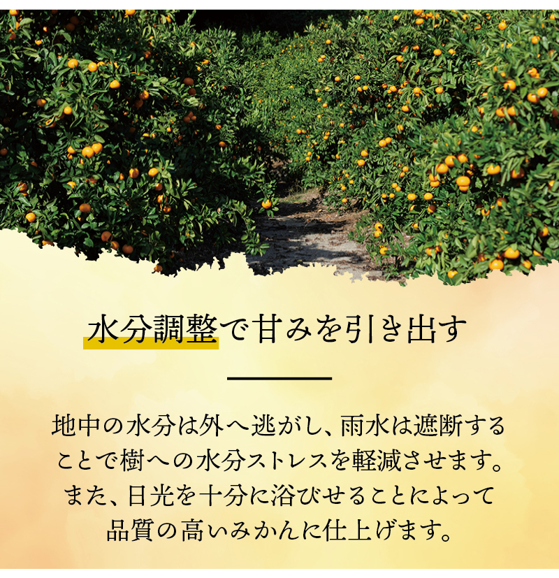 有田 みかん 訳あり 5kg 光センサー 選別 / 温州みかん 有田みかん 甘い 家庭用 和歌山 柑橘 ※1月順次発送 ※北海道・沖縄・離島への配送不可【nuk004-c-5-janD】