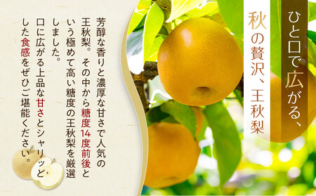 【先行予約】王秋梨 3kg前後 ※2026年10月下旬～12月上旬頃に順次発送予定 【梨 なし 果物 フルーツ くだもの 鳥取県産 北栄町 おすすめ 人気】