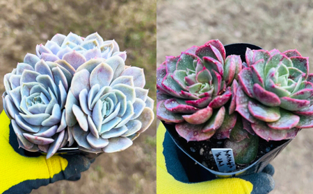 多肉植物 9センチポット 大型苗 デカベリア エケベリア おまかせ 5種セット  【mucca】[ATHD003]