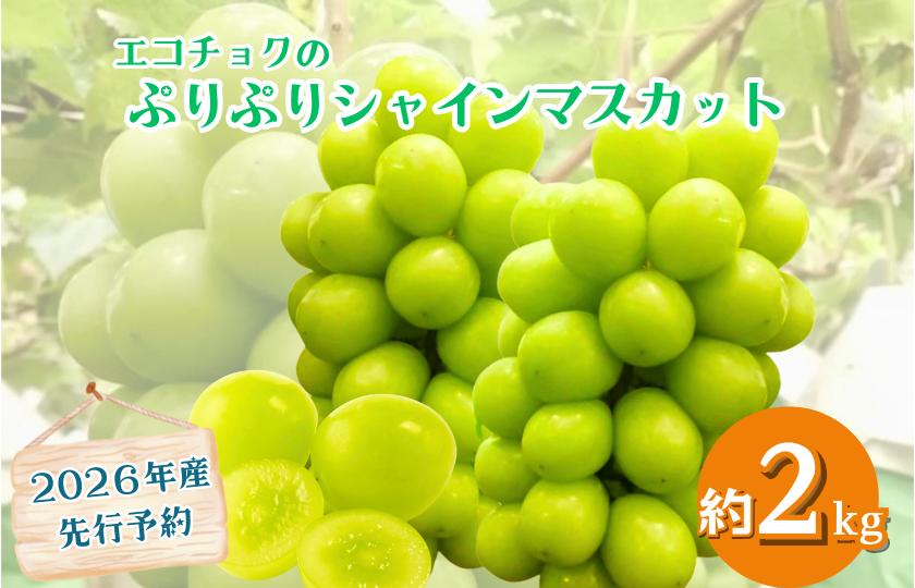 
                  【2026年産先行予約】ぷりぷり シャインマスカット 2kg 3～5房 農園直送 エコチョク
                