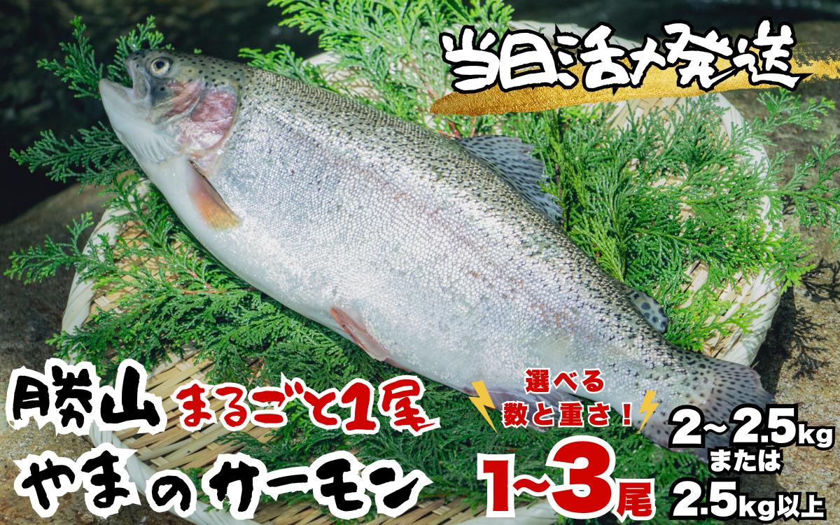 
                  【ふるさと納税】福井県勝山市 勝山 やまのサーモン │ サーモン 鮭 さけ サケ 福井県産 魚 旬 新鮮 活〆 丸ごと 1尾 レビューキャンペーン 海鮮 魚介
                