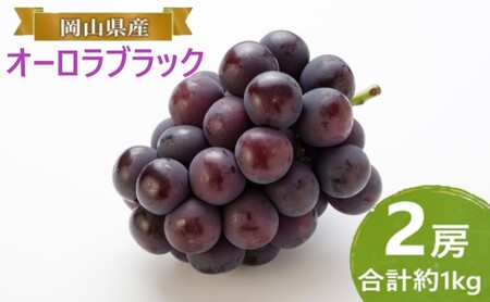 ぶどう 【2026年 早期受付】 オーロラブラック 2房 合計約1kg ぶどう