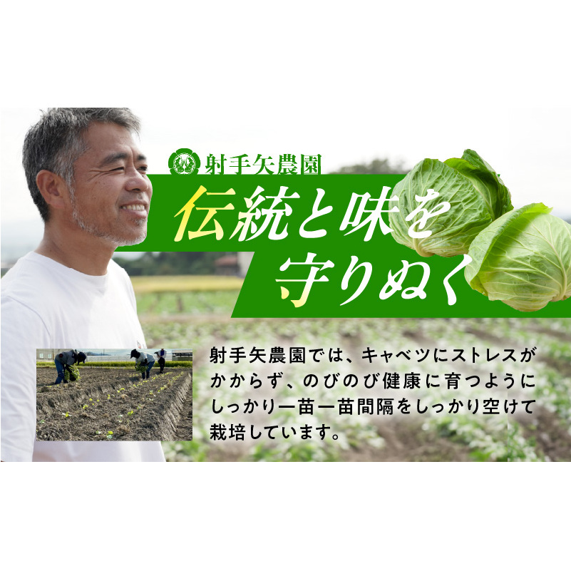 【先行予約】泉州キャベツ 5kg 2～5玉 【新鮮 野菜 泉佐野産 やさい 射手矢農園 高評価 数量限定 TVで紹介！】 G1624_イメージ5