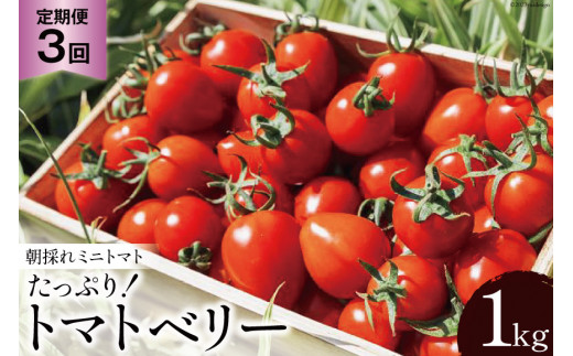 【3回定期便】朝採れミニトマト たっぷり！トマトベリー 1kg