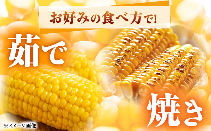 とうもろこし 恵味ゴールド 約5kg(梱包込) / 野菜 やさい コーン / 恵那市 / 大島農園 [AUEH001]