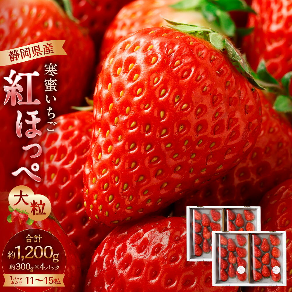 【ふるさと納税】〈選べる発送時期〉寒蜜いちご 紅ほっぺ 大粒 計約 1200g 約300g×4パック 1パックあたり11～15粒 1.2kg いちご イチゴ 苺 果物フルーツ 国産 静岡県産 静岡県 菊川市 送料無料【2025年12月下旬～2025年4月上旬発送予定】