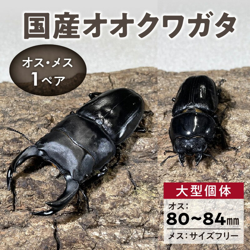 【ふるさと納税】国産 オオクワガタ 大型 個体 オス 80mm 前半 メス サイズフリー 1ペア クワガタ 各一匹 自由研究 自然 昆虫 成虫 生体 虫 飼育 ペット 夏休み 観察 環境 学習 子供 孫 趣味 生物 生き物 福岡県 久留米市 送料無料