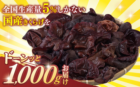 福岡県産 生きくらげ 1kg 木耳 キクラゲ 国産 桂川町/オドラ株式会社[ADBA001]
