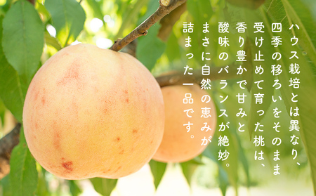 ＜先行受付＞富山県産 桃 11個 ＜2026年8月以降順次発送＞ もも 果物 産地直送 期間限定　富山県 氷見市
