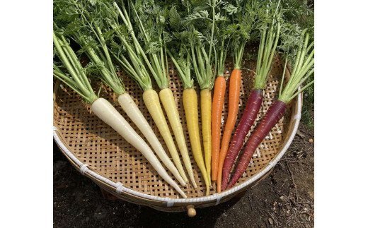 野菜ソムリエが栽培するヨーロッパ野菜と旬の野菜セット_CT01 ※着日指定不可 ※沖縄・離島への配送不可 ※2023年4月中旬～12月下旬頃に順次発送予定