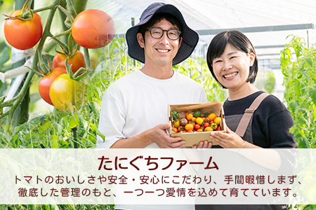 【2回定期便】【先行予約】完熟ミニトマト 【少量パック】120gx3p　たにぐちファーム 完熟ミニトマト 360g とりこになるトマト 野菜 とまと トマト リコピン 佐賀産 佐賀県 鹿島市　C-14