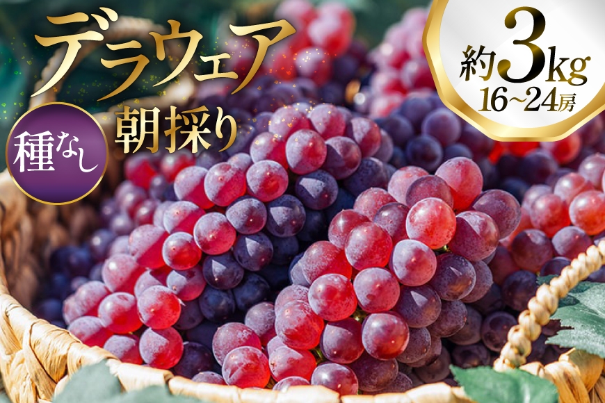 
            【期間限定発送】 ぶどう デラウェア 16～24房 約 3kg 朝採れ [oboco grapes 山形県 高畠町 tk06ayt250008] 個包装 種無し ブドウ 葡萄 くだもの 果物 フルーツ 産地直送 農家直送
          