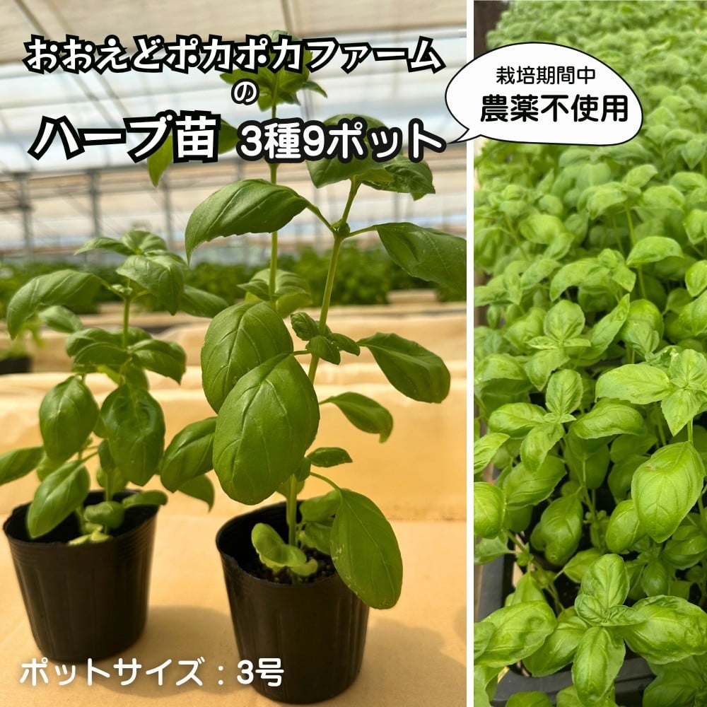 
            ハーブ苗 ３種9ポット（ポットサイズ:3号）［ クールミント モヒートミント スイートバジル ペパーミント カモミール グレープフルーツミント の中からお任せ3種］ 栽培期間中農薬不使用 ハーブ おおえどポカポカファーム 先行予約 ５月より発送開始
          