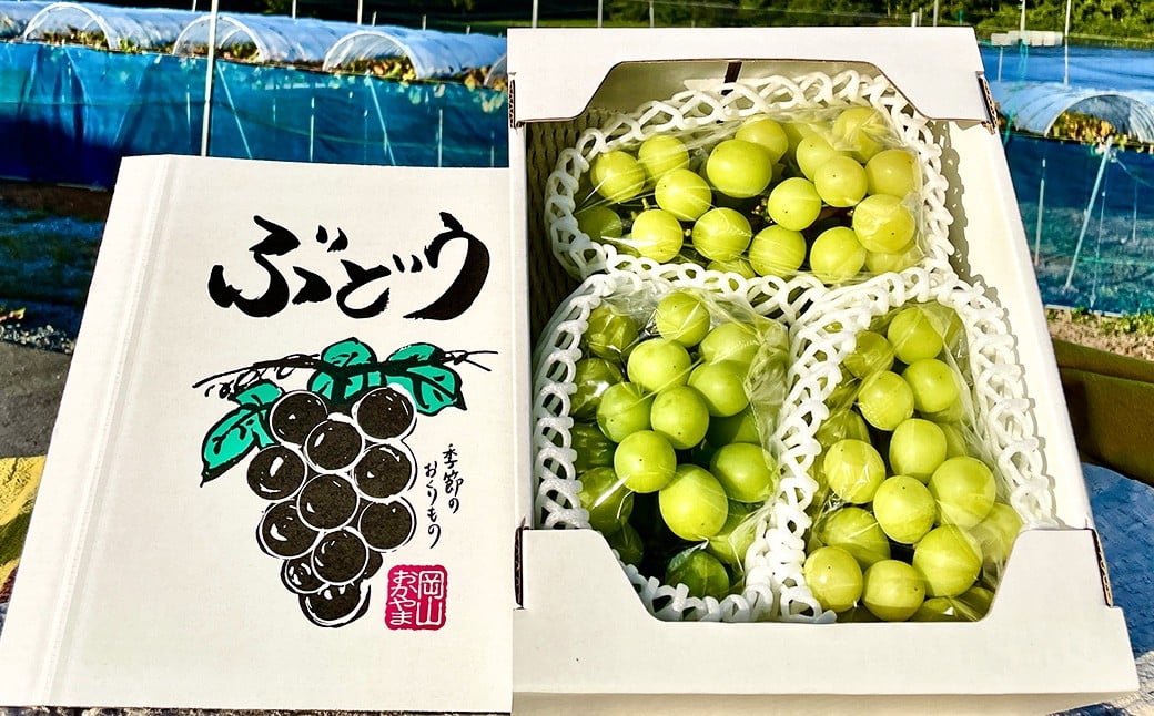 訳あり シャインマスカット 1～3房 1kg