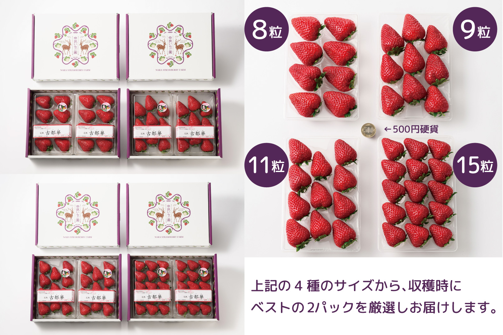 12月より順次発送奈良県特産 朝採り高級ブランドいちご「古都華」 // いちご イチゴ 古都華 フルーツ 果物 旬 限定 ブランド 朝採り 完熟 いちご ことか イチゴ 先行予約 古都華 数量限定 古