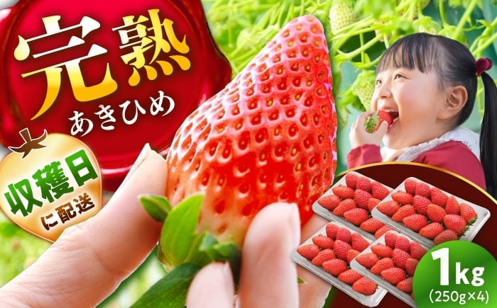 
            【先行予約】【2026年1月上旬から3月下旬に順次発送】あきひめ 250g×4パック / いちご 苺 イチゴ あきひめ 国産 / 恵那市 / 阿部農園 [AUGA003]
          