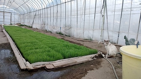 【令和7年度新米】コシヒカリ白米5kg  新米 こめ 精米 1袋 ブランド米 モミで保存 香り 甘い 粘り 山梨県 北杜市 